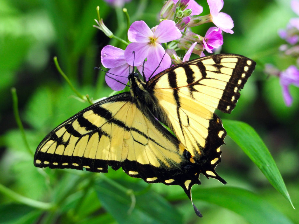 Photographs of Michigan butterflies by Ed Rothwell